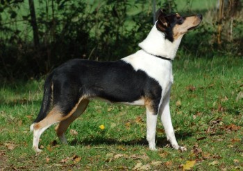 Mighty´s Spring Meadow Tier Thurle